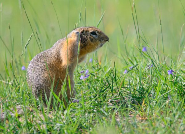 Открытки с сурикатами с днем рождения