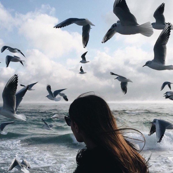 Море птицы девушка