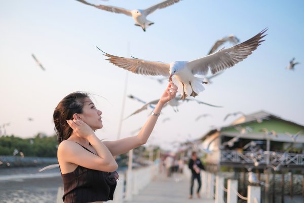 Море птицы девушка