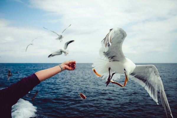 Чайки и люди