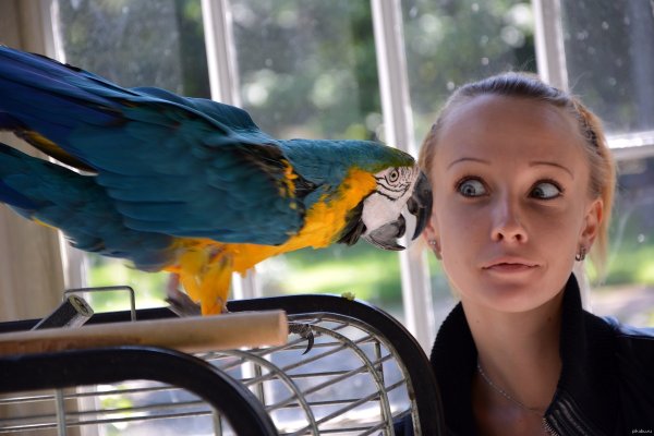 Девушка и попугай
