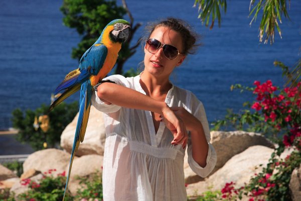 Попугай на плече