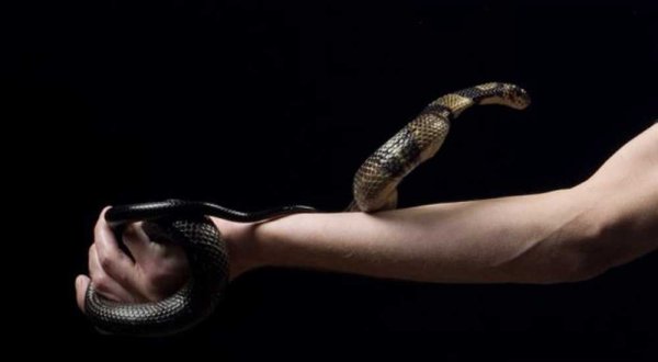 Змеи с руками