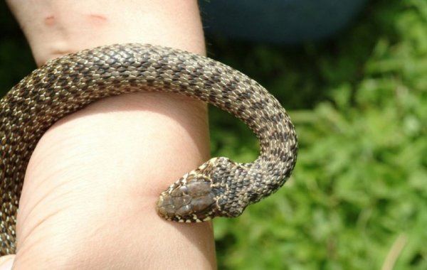 Королевская Кобра и девушка