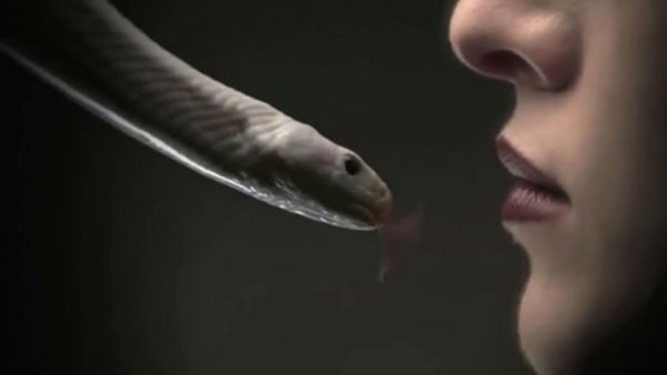 Симптомы укуса ядовитой змеи