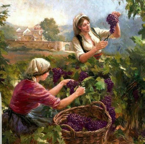 Сбор винограда