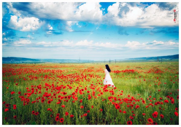 В маковом поле