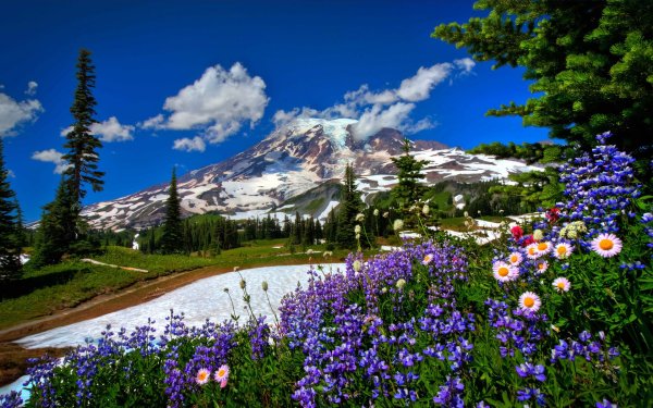 Альпийские Луга Швейцария