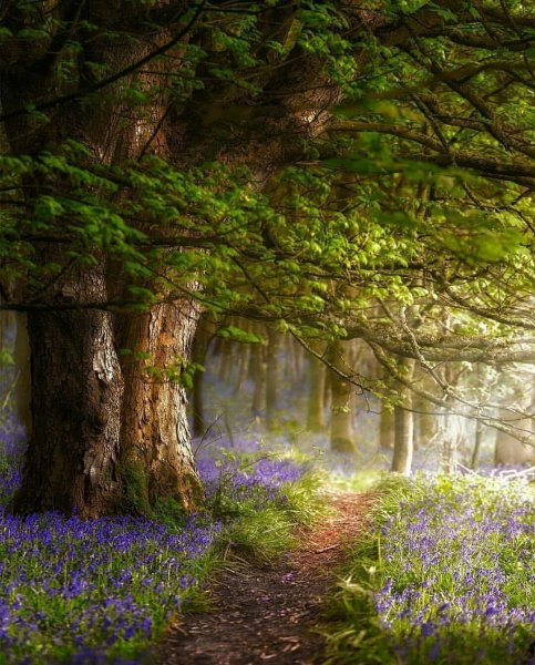 Красивый лес