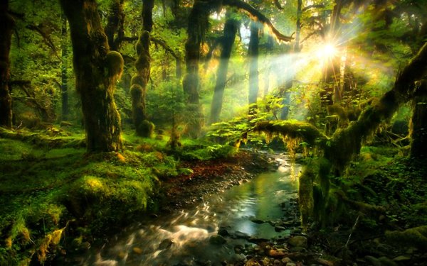 Красивые леса