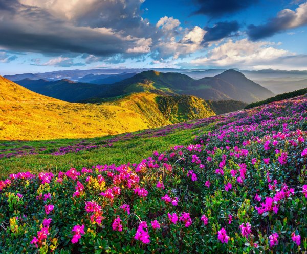 Рододендрон в горах Монти-Сибиллини