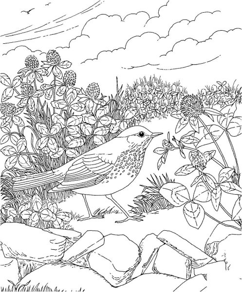 Раскраска пейзаж