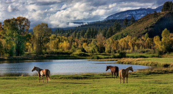 Природа Башкортостана и кони