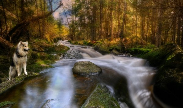 Завораживающая природа и животные