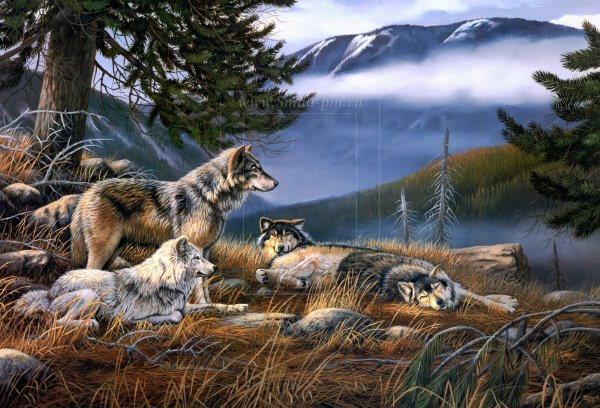 Картина стая Волков