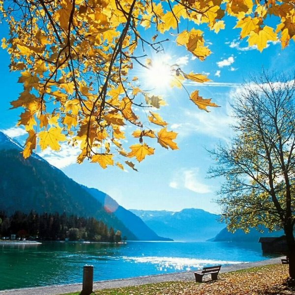 Царское село клены