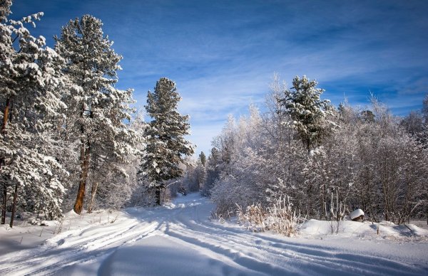 Лес в декабре