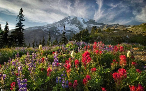 Кордильеры Альпийские Луга