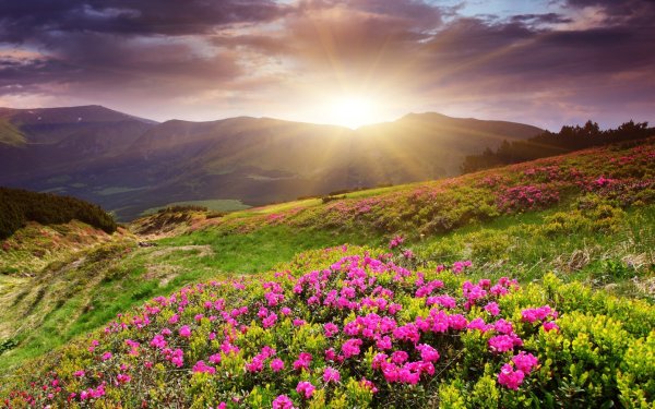 Горный Алтай Альпийские Луга