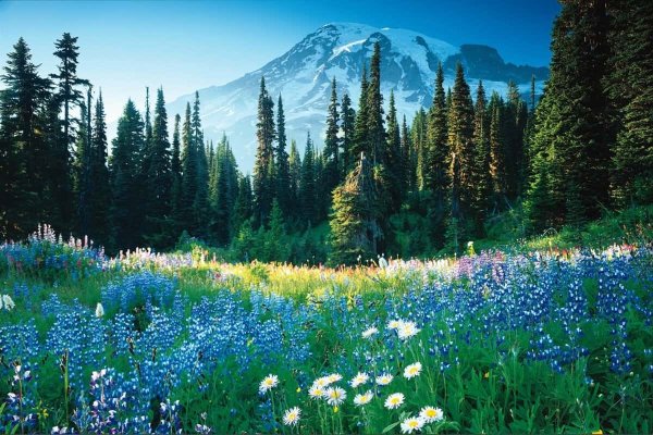 Альпийские Луга Франции+цветы+горы