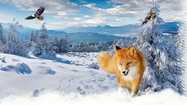 Живая природа зимой