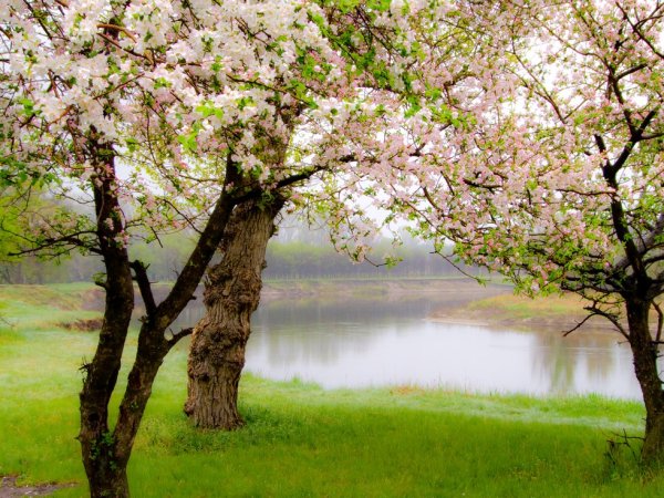 Горное озеро с цветами