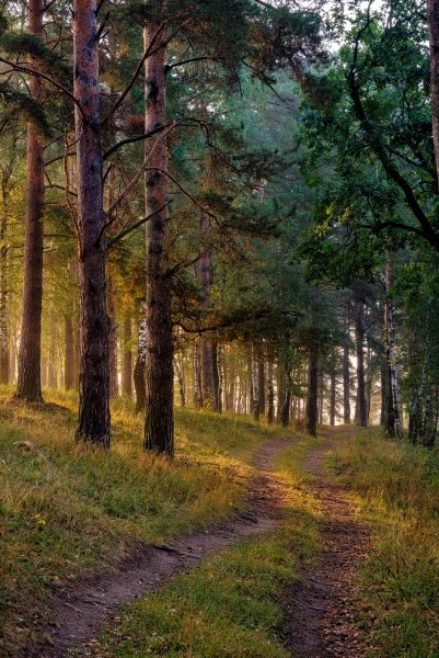 Сосновый Бор Москва