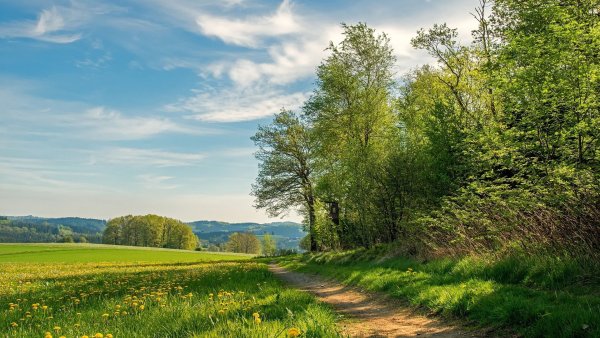 Летний пейзаж
