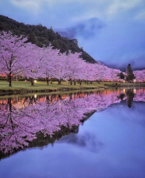 Сакура Нара