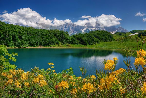 Березка белоствольная склонилась у пруда
