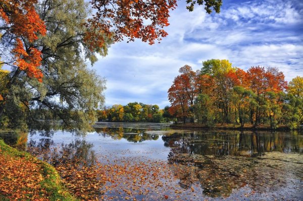 Осенняя природа листопад