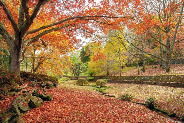 Осенний листопад