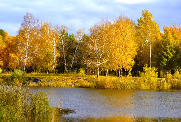 Природа Омской области осень