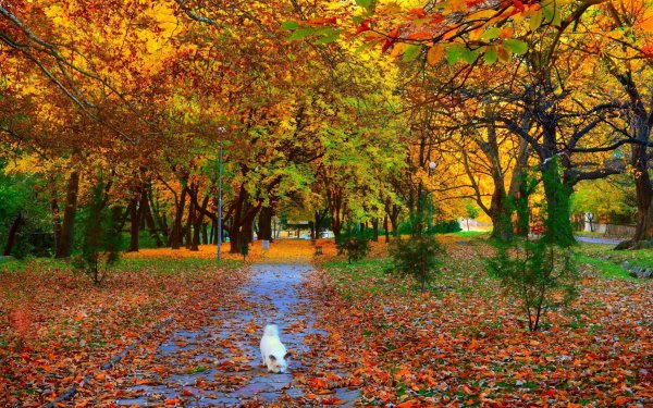 Красивый листопад