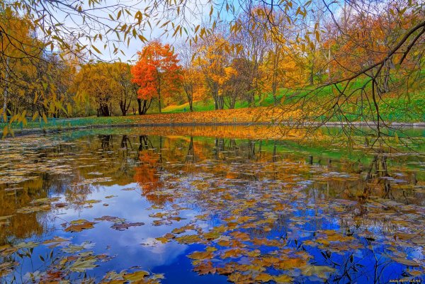 Природа листопад