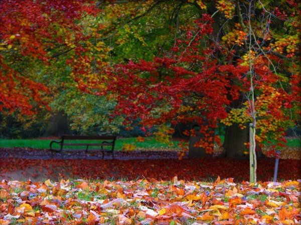 Осенний листопад