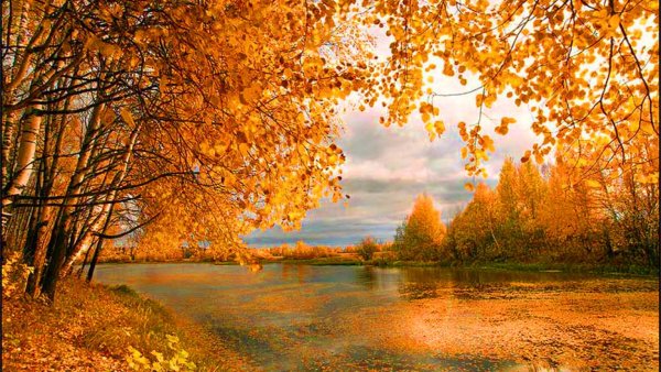 Осень в лесу