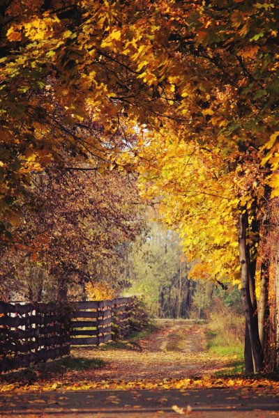 Листопад картинки