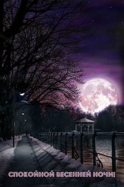 Ночная природа