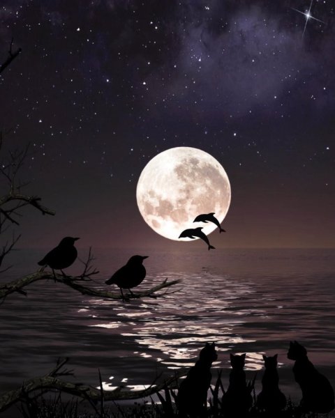 Самые красивые птицы