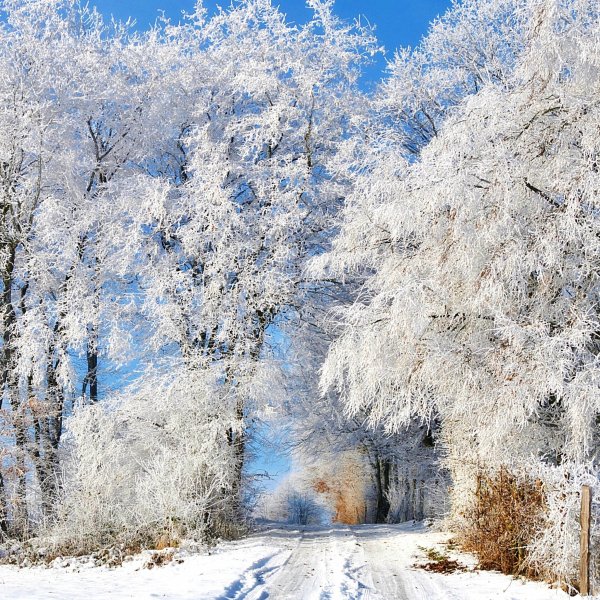 Зимний пейзаж вертикальный