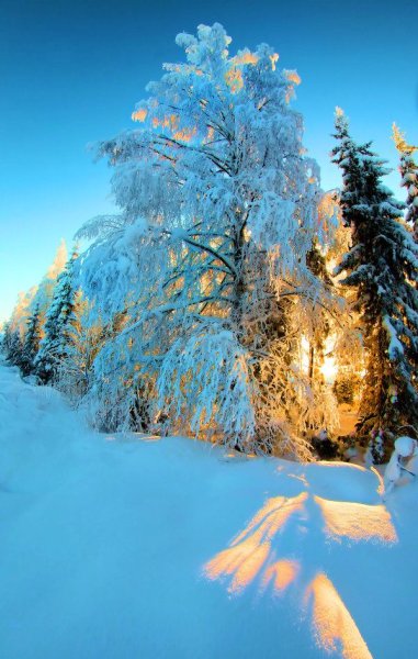 Красивые зима вертикально