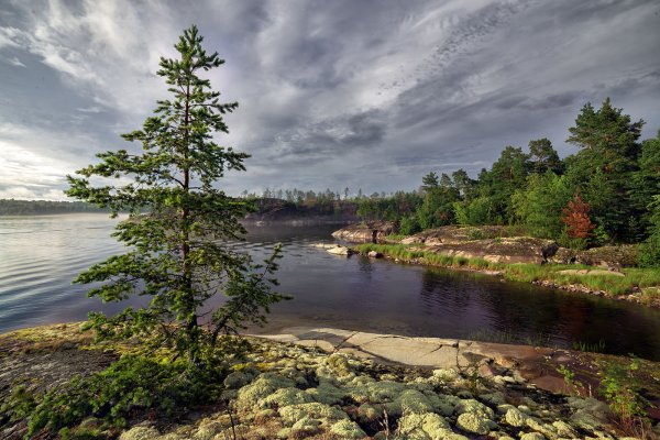Карелия лес Ладога