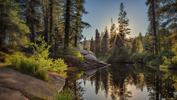 Река Вуокса Сосновый лес