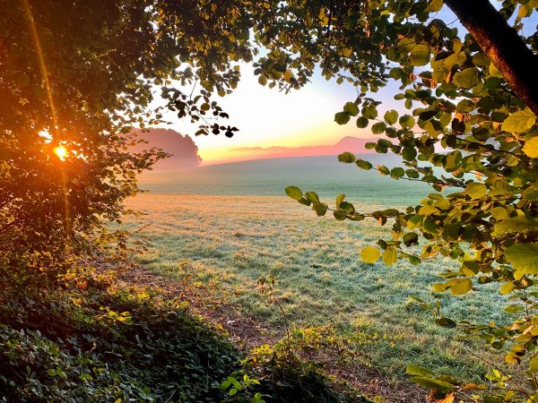 Цветы море солнце