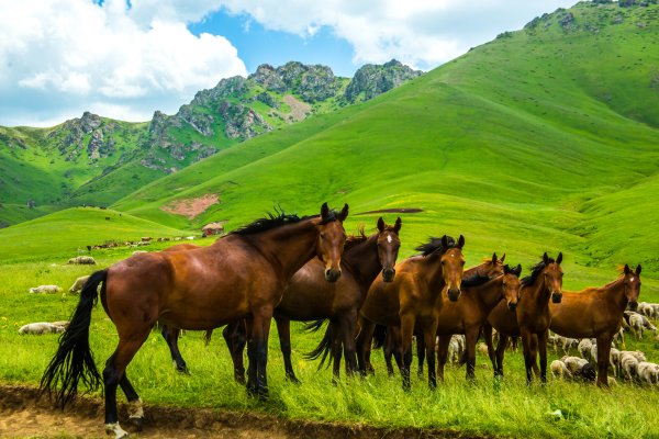 Жайлау Казахстана