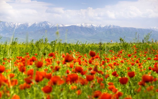Чуйская Долина Узбекистан