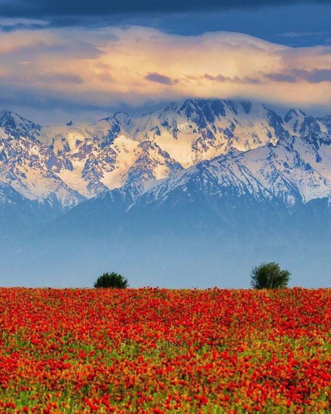 Маковые степи Казахстана