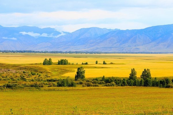 Уймонская степь горный Алтай