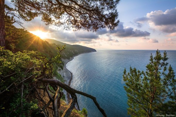 Бетта Краснодарский край